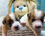 Собаки в Пензе: Продаю щенков Джек Рассел терьера Девочка, 15 000 руб. - фото 1