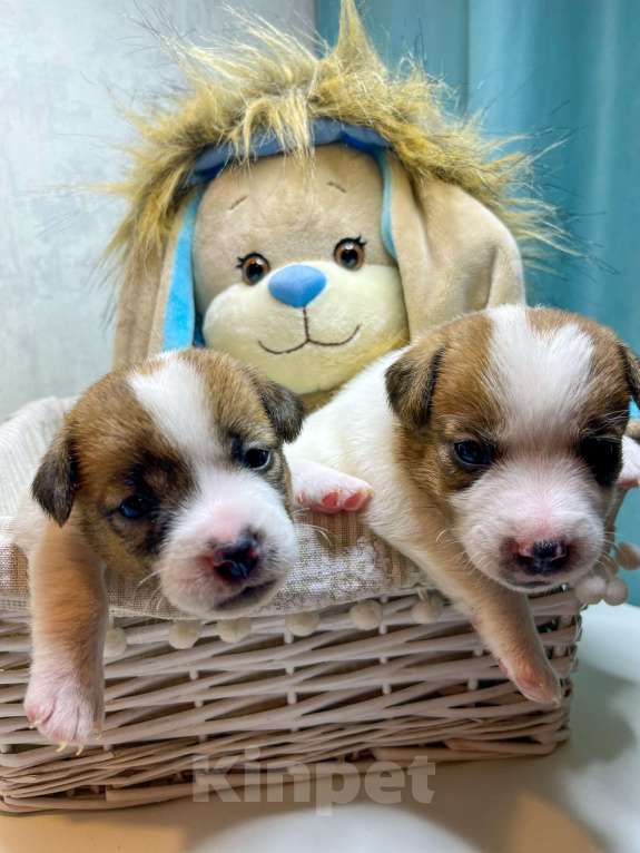 Собаки в Пензе: Продаю щенков Джек Рассел терьера Девочка, 15 000 руб. - фото 1