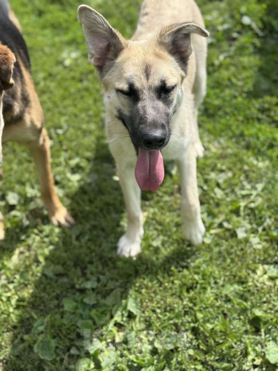 Собаки в Москве: Люсенька ожидает в приюте своих родителей Девочка, Бесплатно - фото 7