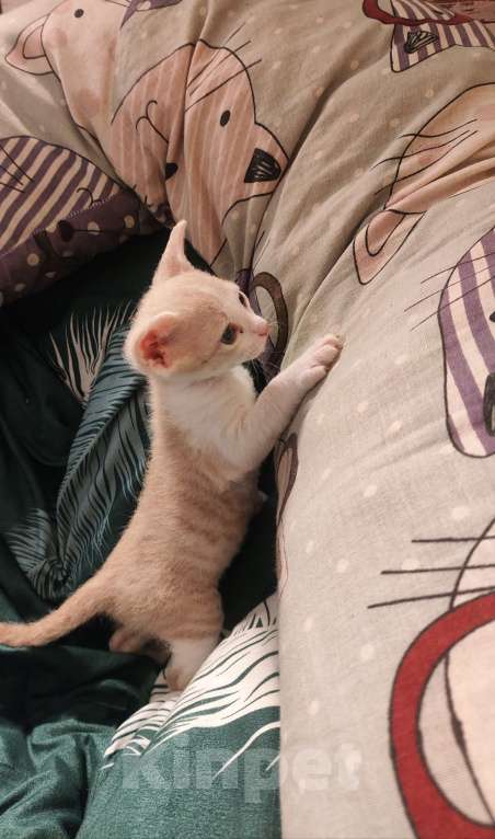 Кошки в Санкт-Петербурге: Донской сфинкс котёнок  Мальчик, 8 000 руб. - фото 4