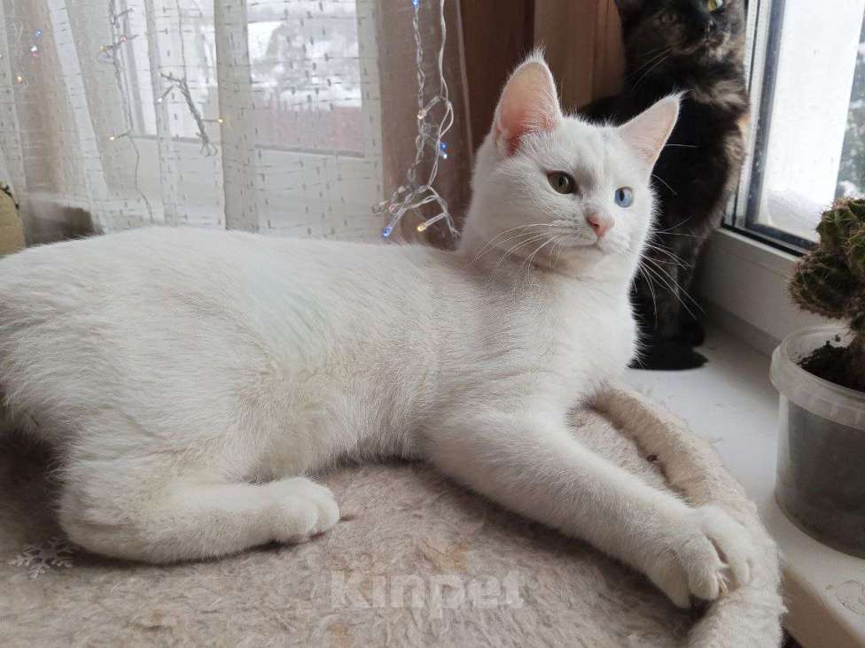 Кошки в Москве: Белый котёнок Бусинка в добрые руки  Девочка, Бесплатно - фото 3