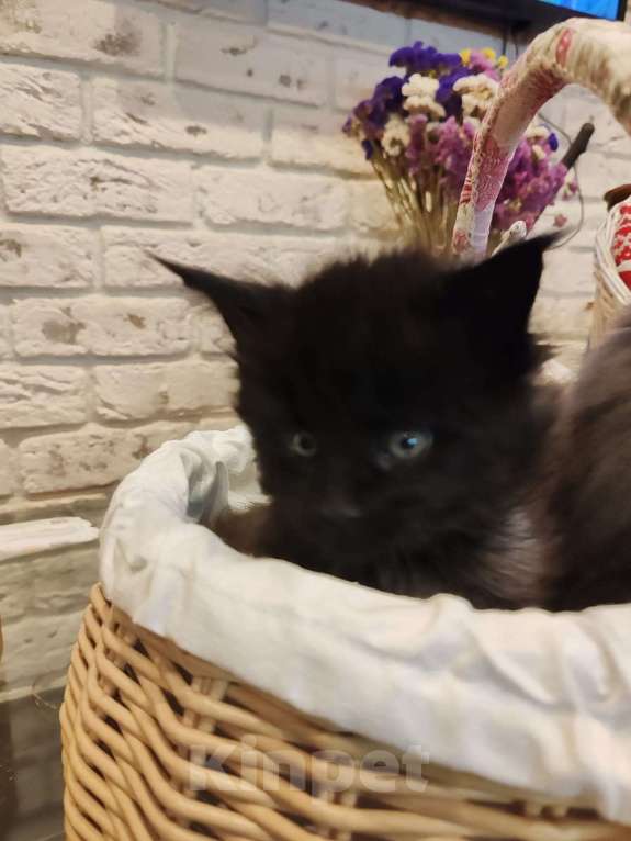 Кошки в Москве: Мейн-кун  черный дым Мальчик, 50 000 руб. - фото 6