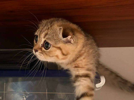 Шотландская вислоухая кошка