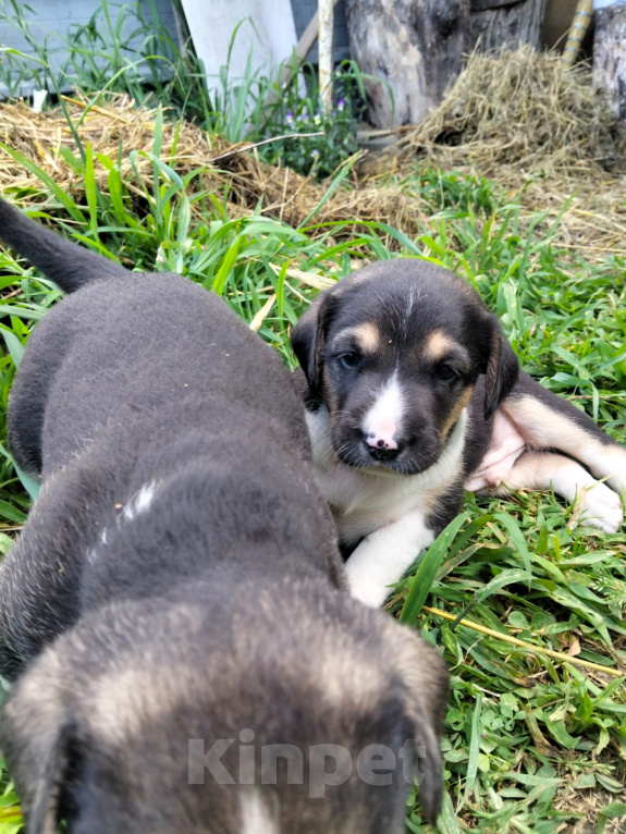 Собаки в Москве: 🐶 Семь очаровательных щенков ищут любящий дом! 🐶 Мальчик, Бесплатно - фото 5