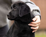 Собаки в Санкт-Петербурге: Щенок Лабрадора девочка  Девочка, 90 000 руб. - фото 4