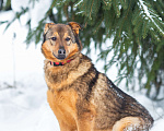 Собаки в других городах Московской области: Милая Алекса в поисках дома Девочка, Бесплатно - фото 3