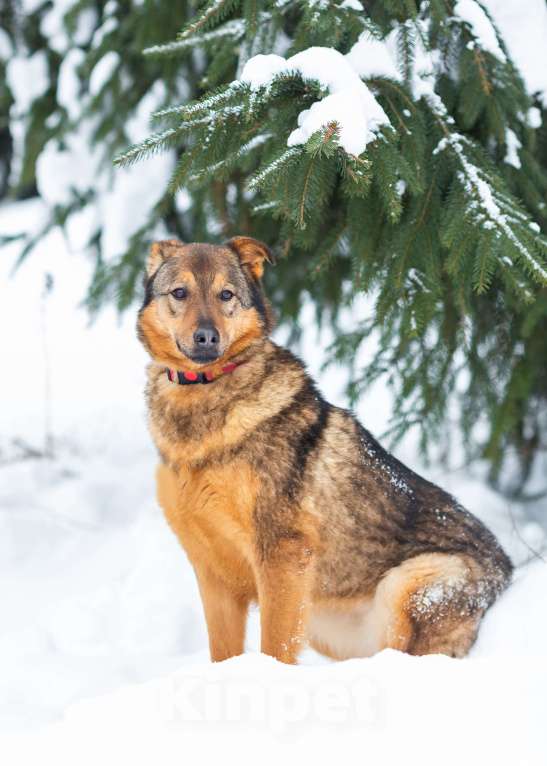 Собаки в других городах Московской области: Милая Алекса в поисках дома Девочка, Бесплатно - фото 3