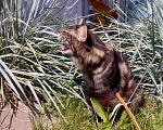 Кошки в Новосибирске: Титулованный кот мейн-кун на вязку, 15 000 руб. - фото 8