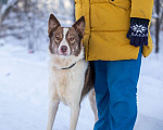 Собаки в Москве: Хаски Маффин в дар Мальчик, Бесплатно - фото 5