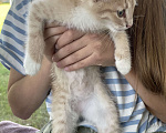 Кошки в Одинцово: 2 месяца котенок в добрые руки с доставкой Мальчик, 1 руб. - фото 1
