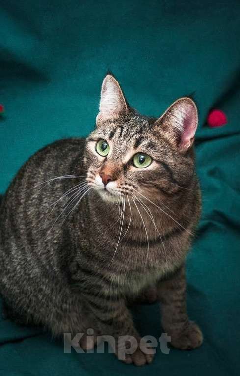 Кошки в Москве: Шикарный шпротный кот Вася в добрые руки Мальчик, Бесплатно - фото 9