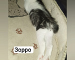 Кошки в Волгограде: Курильский бобтейл котенок Мальчик, 30 000 руб. - фото 5