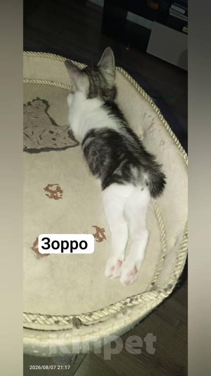 Кошки в Волгограде: Курильский бобтейл котенок Мальчик, 30 000 руб. - фото 5