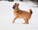 Собаки в Санкт-Петербурге: Маленькая хорошенькая собачка Девочка, Бесплатно - фото 5