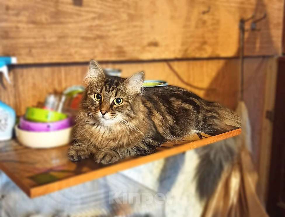 Кошки в Санкт-Петербурге: Кошечка Кристина в поисках дома Девочка, Бесплатно - фото 3