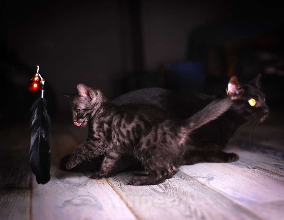 Кошки в Москве: Бенгальские котята Девочка, 55 000 руб. - фото 4