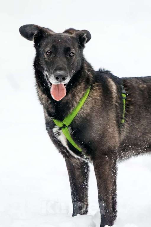 Собаки в Москве: Добрый Дали ищет дом Мальчик, Бесплатно - фото 6