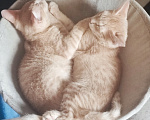 Кошки в Уфе: 3 котенка Мальчик, Бесплатно - фото 6