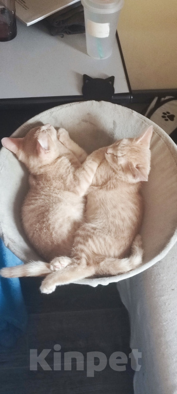 Кошки в Уфе: 3 котенка Мальчик, Бесплатно - фото 6