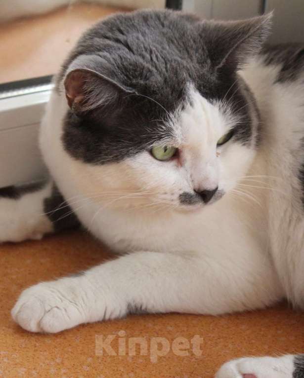 Кошки в Москве: Васька - девочка уютная Девочка, Бесплатно - фото 2