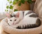 Кошки в Санкт-Петербурге: Котенок в добрые руки Мальчик, Бесплатно - фото 2