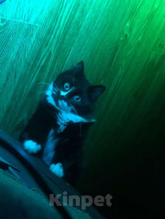 Кошки в других городах Московской области: Котёнок в добрые руки Девочка, Бесплатно - фото 3