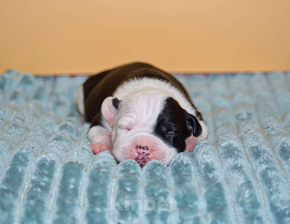 Собаки в Москве: Супер щенки амстафф Девочка, 60 000 руб. - фото 3