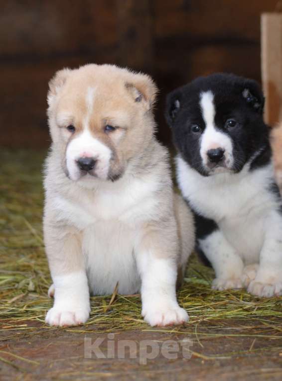 Собаки в Саратове: Щенок САО Мальчик, Бесплатно - фото 3