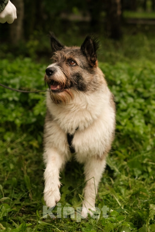 Собаки в Санкт-Петербурге: Элис из приюта в добрые руки Девочка, Бесплатно - фото 8