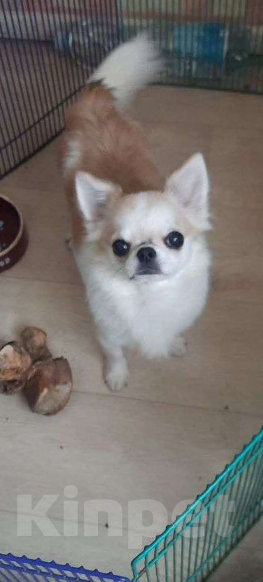 Собаки в Москве: подрощенный мальчик чихуахуа Мальчик, 35 000 руб. - фото 1
