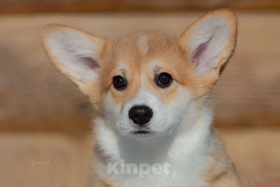 Собаки в Москве: Лирика к/х Девочка, 80 000 руб. - фото 1