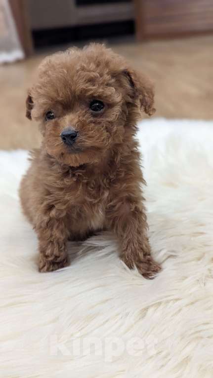 Собаки в Москве: Девочка ТИКАП Девочка, 150 000 руб. - фото 2