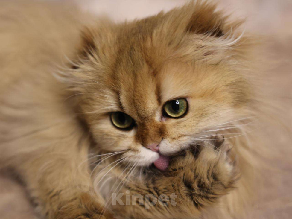 Кошки в Москве: Шотландский вислоухий длинношёрстный котёнок Мальчик, 60 000 руб. - фото 2