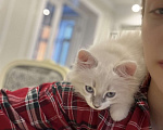 Кошки в Москве: Невский Маскарадный Котёнок  Мальчик, 18 000 руб. - фото 3