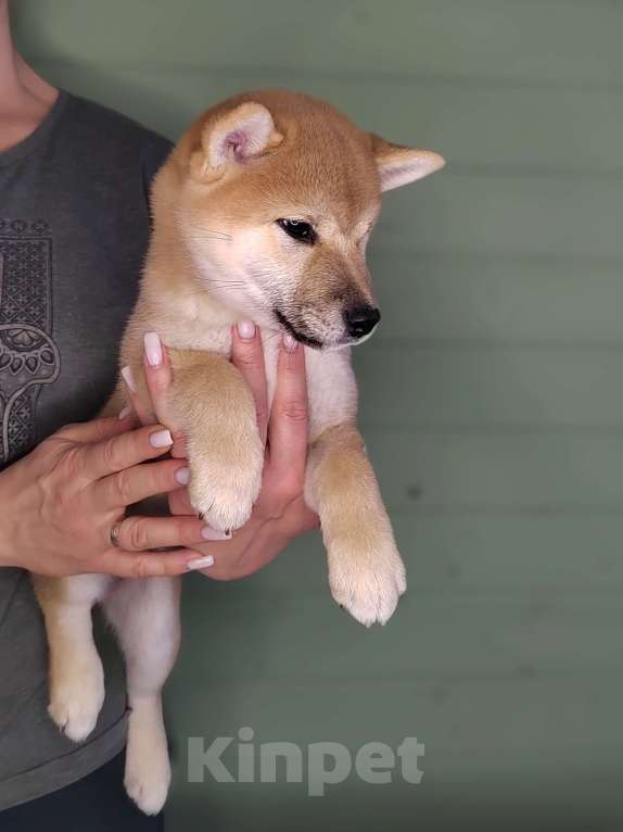 Собаки в Сыктывкаре: Щенок сиба девочка Девочка, 65 000 руб. - фото 3