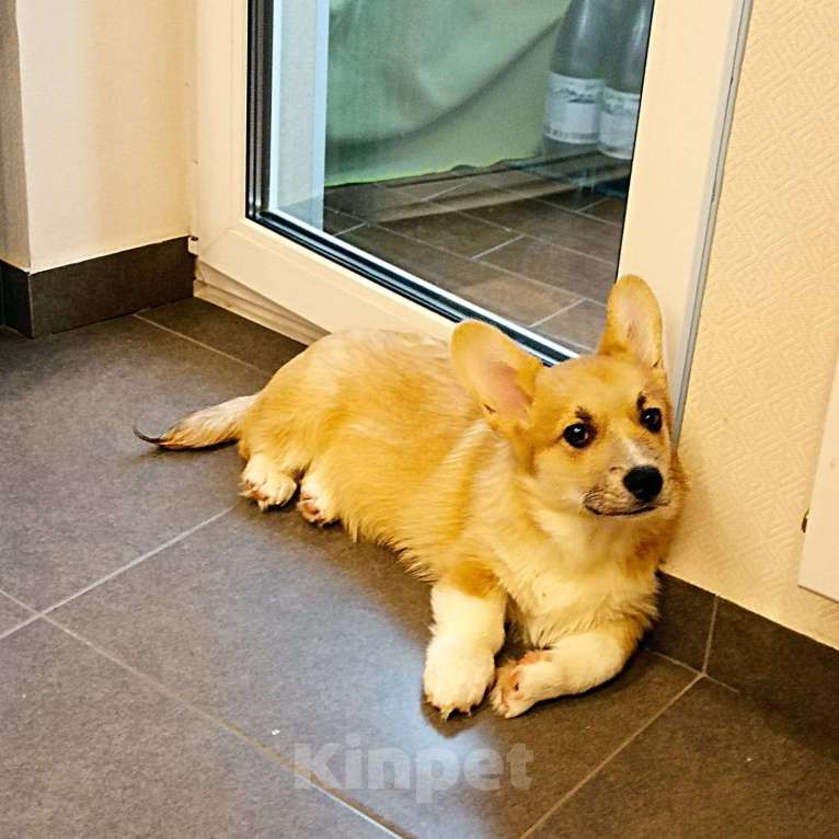 Собаки в Москве: Вельш-корги-пемброк изумительный щенок Мальчик, 50 000 руб. - фото 2