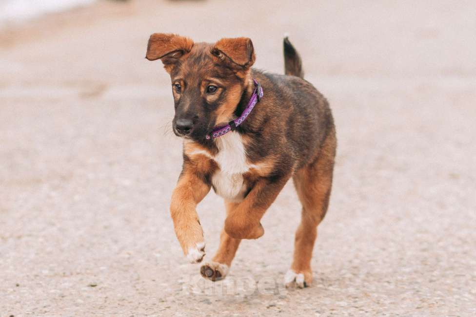 Собаки в Красногорске: Бруно, 3 месяца в добрые руки  Мальчик, Бесплатно - фото 7
