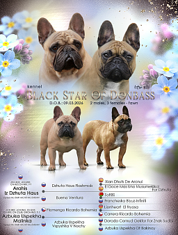 Мальчик французского бульдога