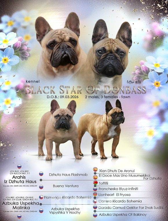 Собаки в Москве: Мальчик французского бульдога Мальчик, 100 000 руб. - фото 1