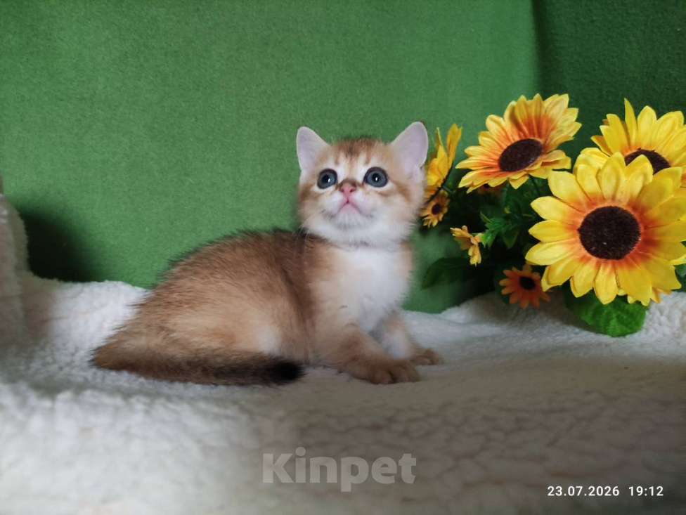 Кошки в Москве: Котик Keksik скоттиш страйт в золотом окрасе ny11 Мальчик, Бесплатно - фото 2