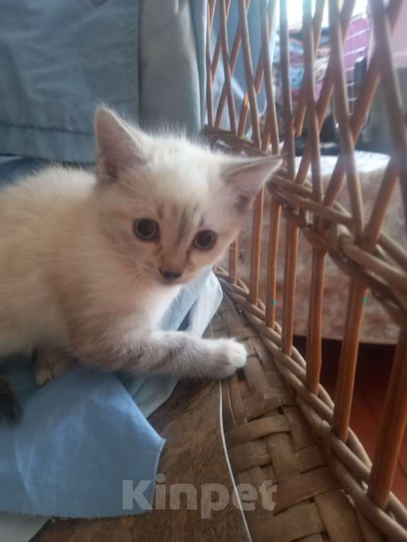 Кошки в других городах Московской области: Ищу хозяина Девочка, 500 руб. - фото 2