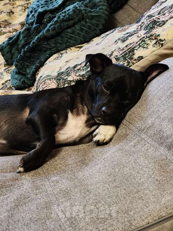 Собаки в Ростове-на-Дону: Пропал пес Мальчик, Бесплатно - фото 1