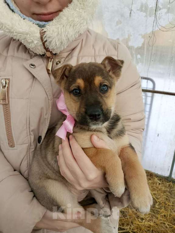 Собаки в других городах Московской области: Щенки ищут дом. Девочка, 500 руб. - фото 2