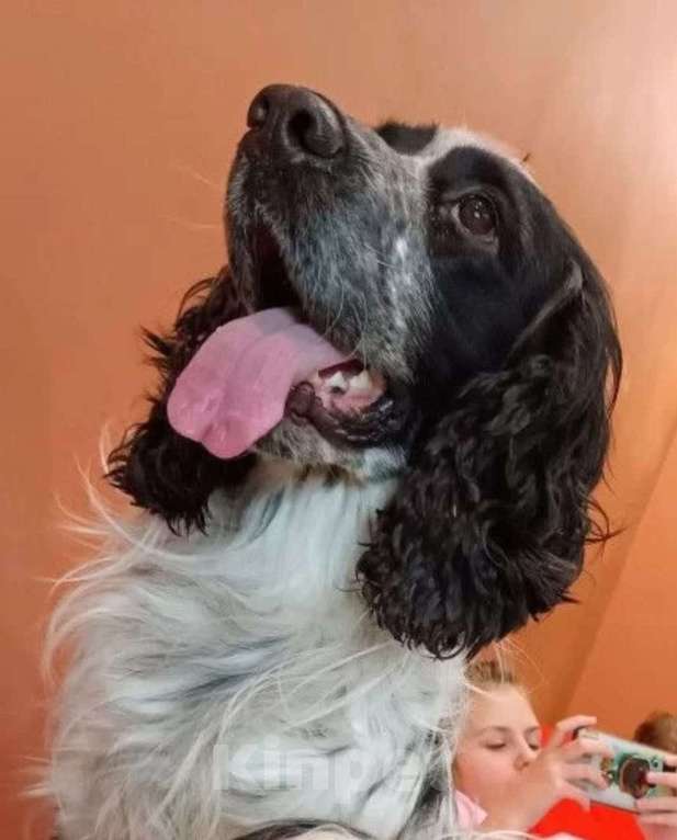 Собаки в Лосином-Петровском: Джек русский спаниель Мальчик, Бесплатно - фото 3