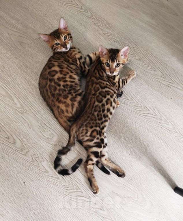 Кошки в Москве: Бенгальский котёнок 3 мес Мальчик, 35 000 руб. - фото 7