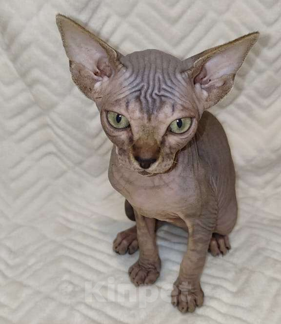 Кошки в Москве: Топовая девочка канадочка Девочка, 50 000 руб. - фото 1