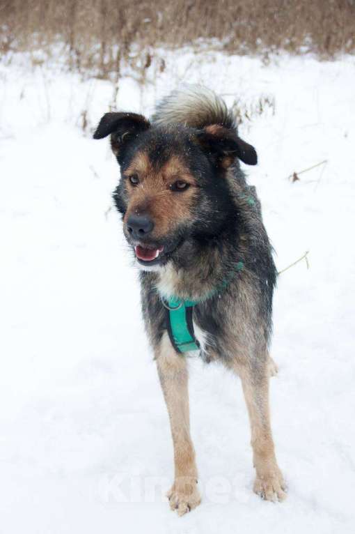 Собаки в Москве: Тимбо Мальчик, Бесплатно - фото 2
