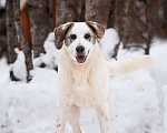 Собаки в Москве: Общительный и дружелюбный Макс ищет дом! Мальчик, Бесплатно - фото 2
