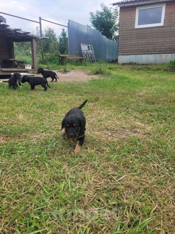 Собаки в других городах Воронежской области: Помесь восточноевропейской овчарки и русского спаниеля Девочка, Бесплатно - фото 6