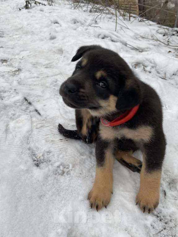 Собаки в Туле: Щенки в добрые руки , помогите малышам найти дом  Мальчик, Бесплатно - фото 2